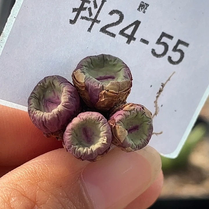 24-55嘴多肉植物肉锥