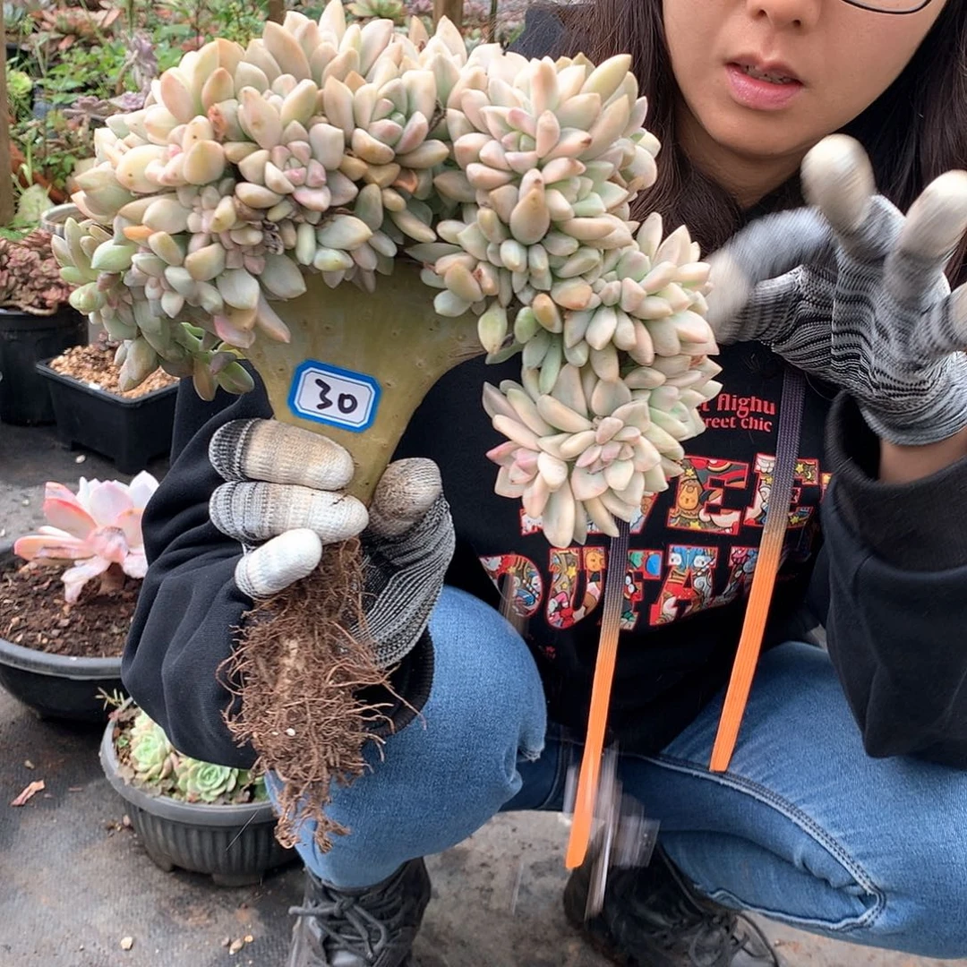 30淡雪锦缀 一物一拍多肉