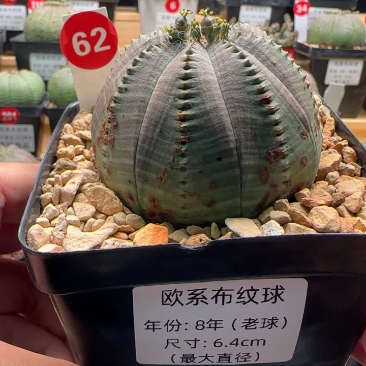 62号（欧系布纹八年老球）实生带盆（尺寸直径）-（ 6.4 ）厘米