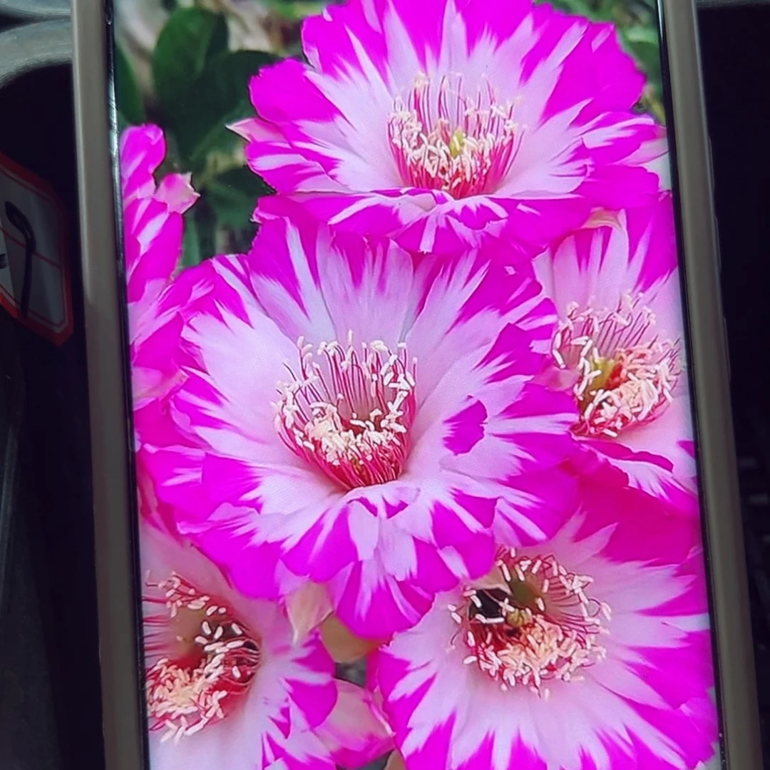 下28丽花妖蝶根班4公分左右脱盆发货20包邮