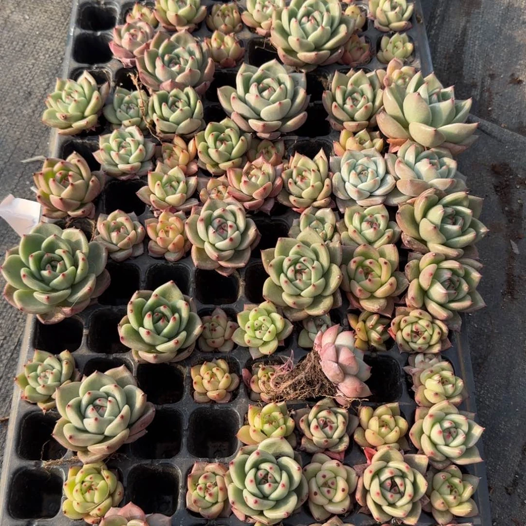 多肉杂交一物一拍11-50