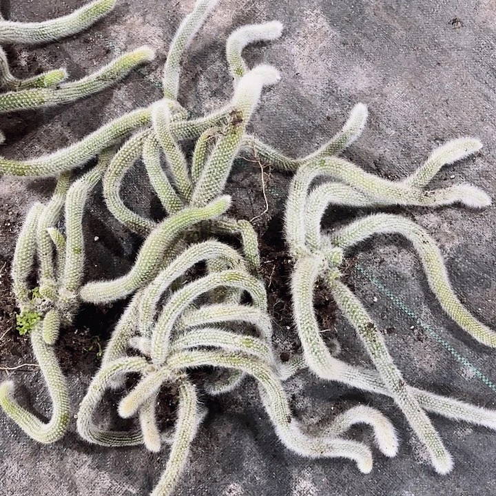 九尾狐四棵包邮包邮九尾狐