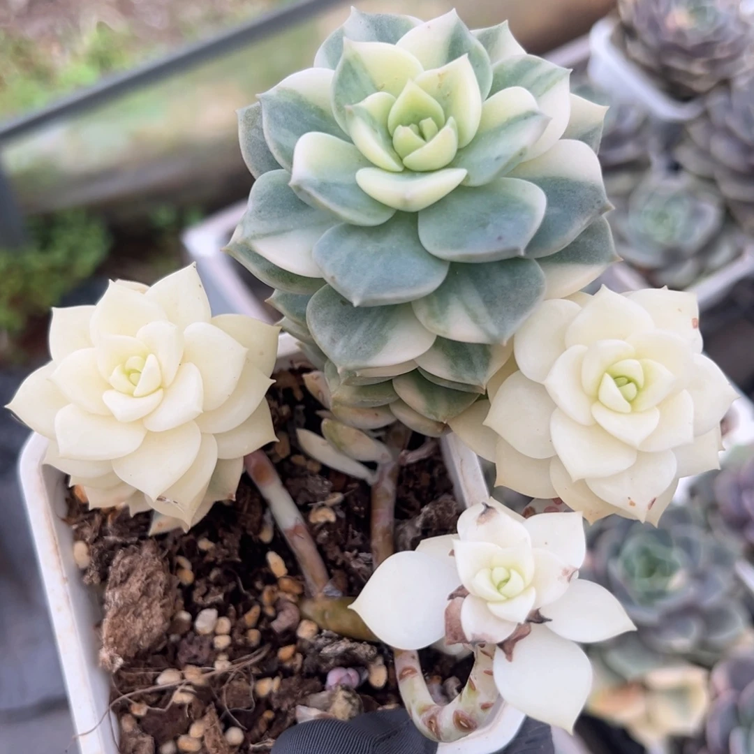 白牡丹锦底座，带花脸拉丝锦头