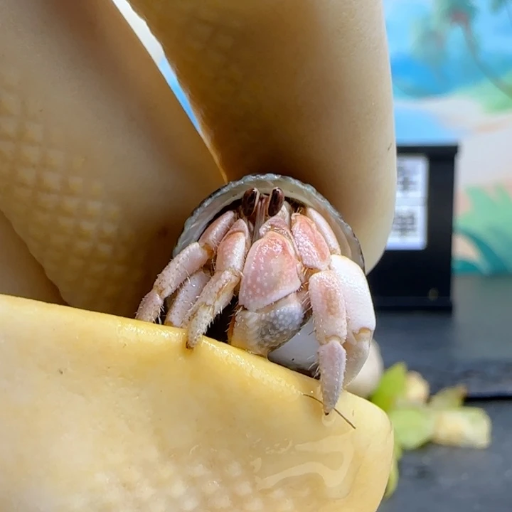 A25粉白渐变 西沙1.2cm口径