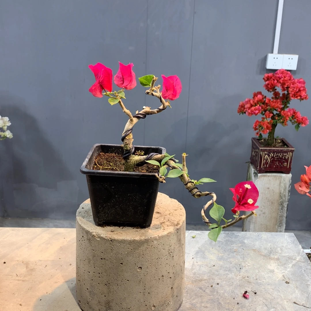 大量花朵（建议范围：8朵-15朵 或40%以上）