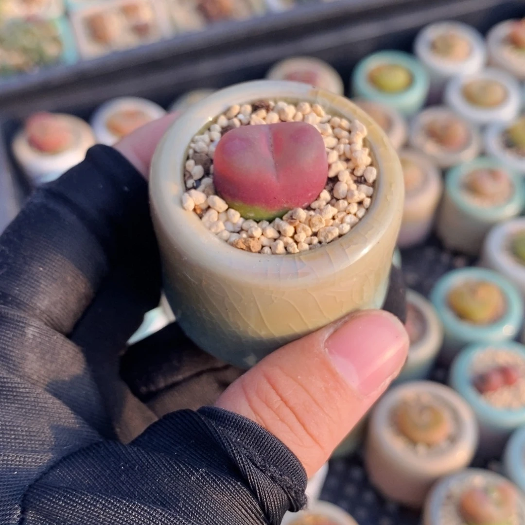 2674-一物一拍带盆