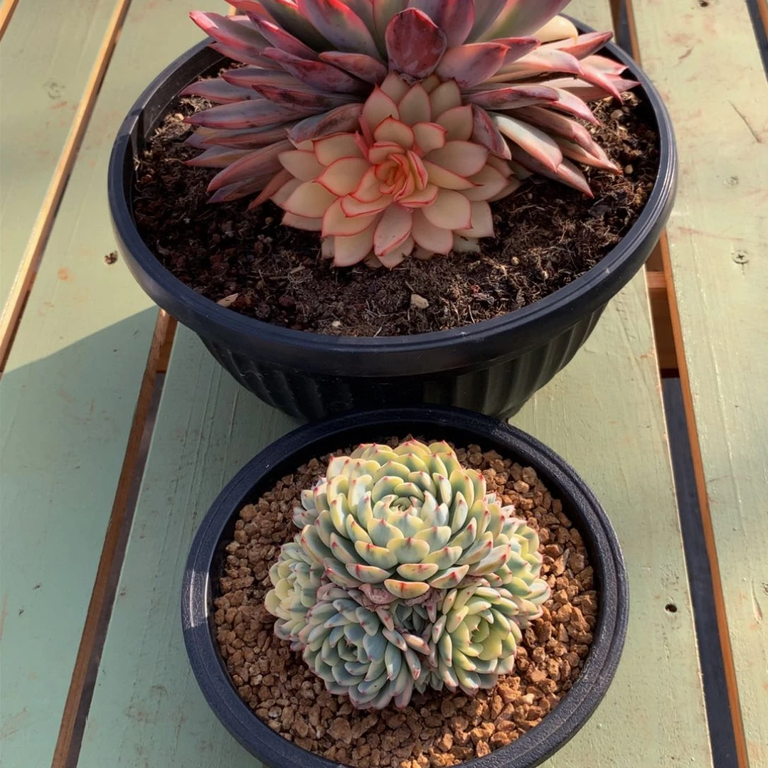 洲月光女神锦姬莲锦捧花