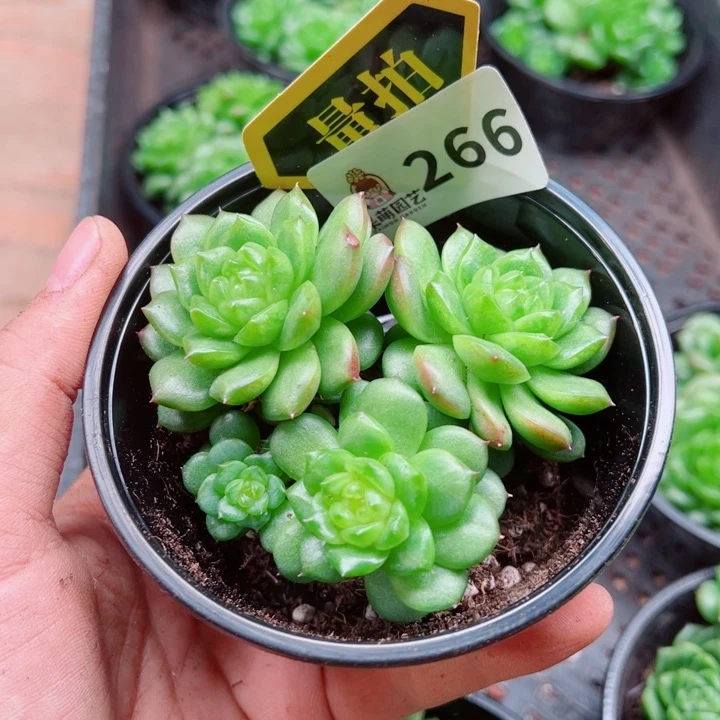 多肉植物多肉植物
