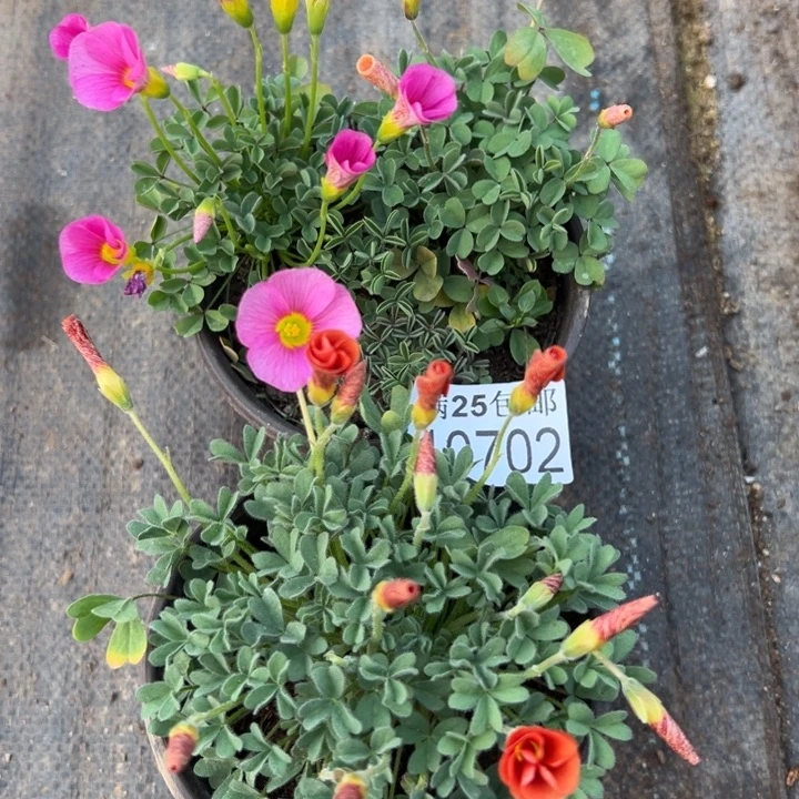 酢浆草702，一物一拍带盆