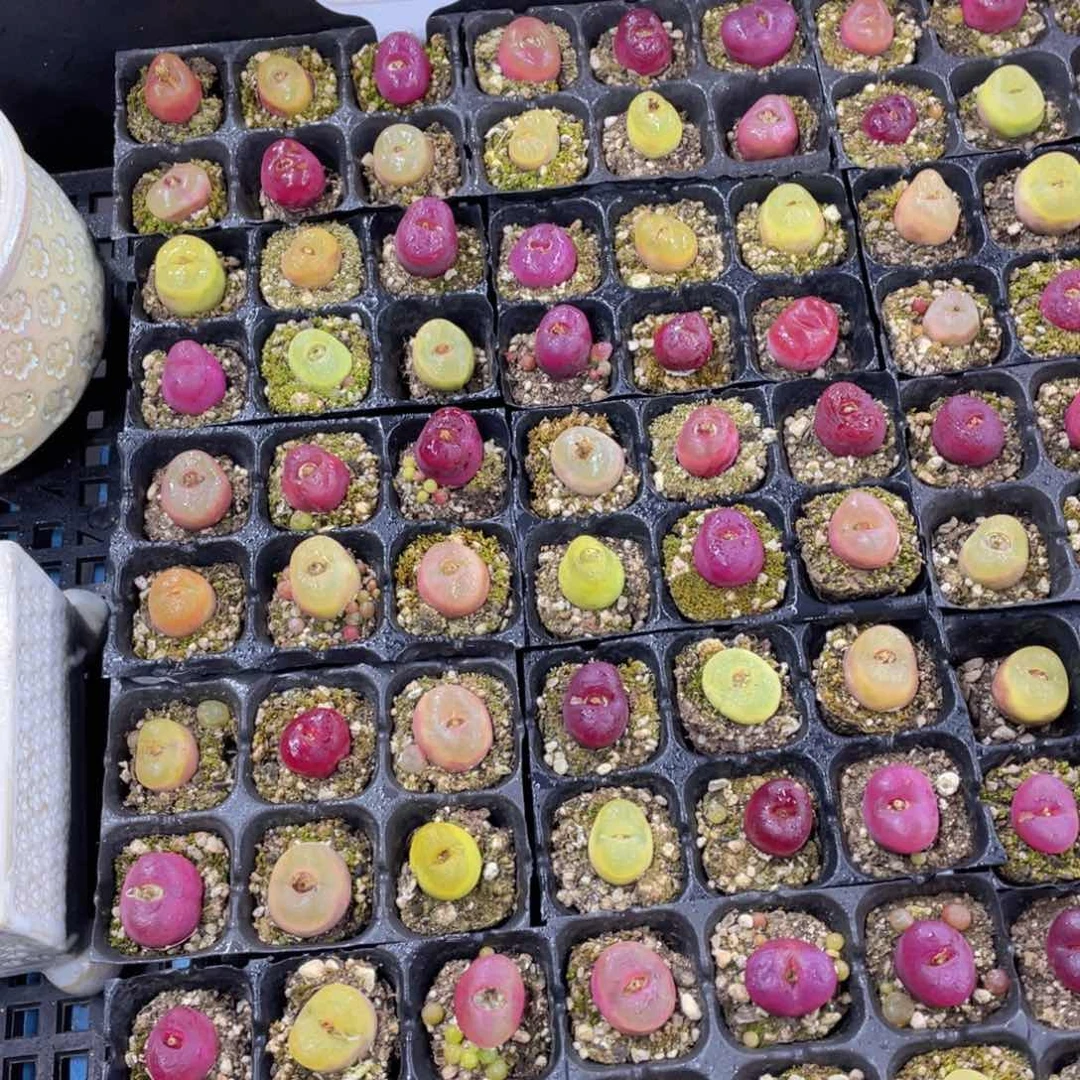 量拍1号 六年全状态毛汉六个