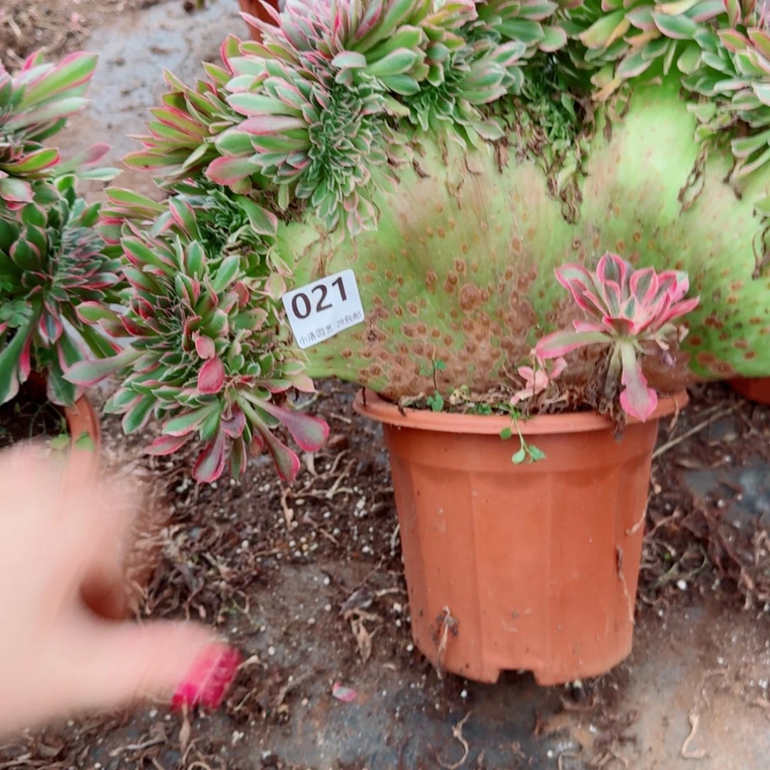 21粉女神 缀化多肉植物满28包邮