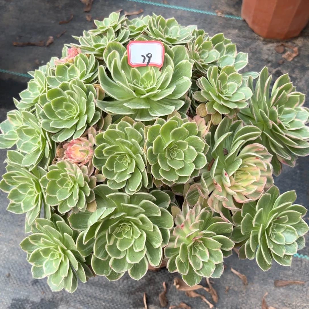 全部花朵79万花筒多肉植物