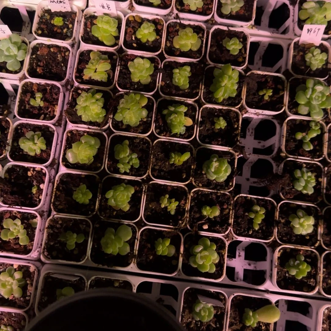 三头红恋中盆一个满25包邮