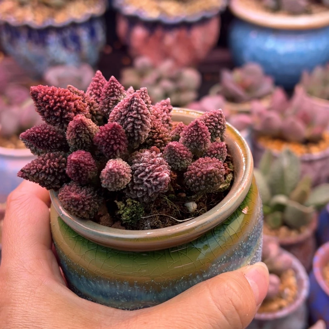 我***素朱紫玉带盆。