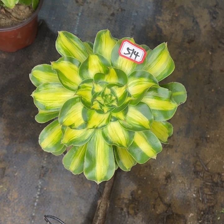 快***生暴君多肉植物514法师