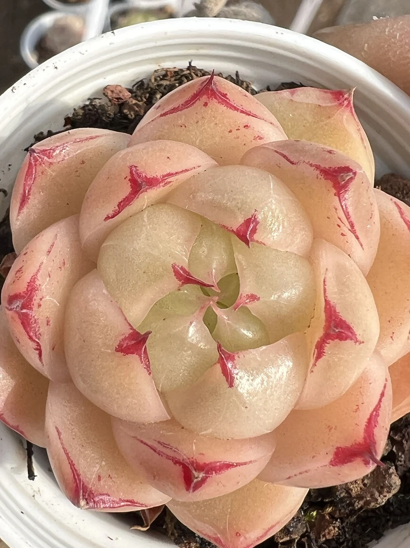 3号链接 奇奇多肉 云南多肉植物组合套餐室内阳台绿植盆栽花卉