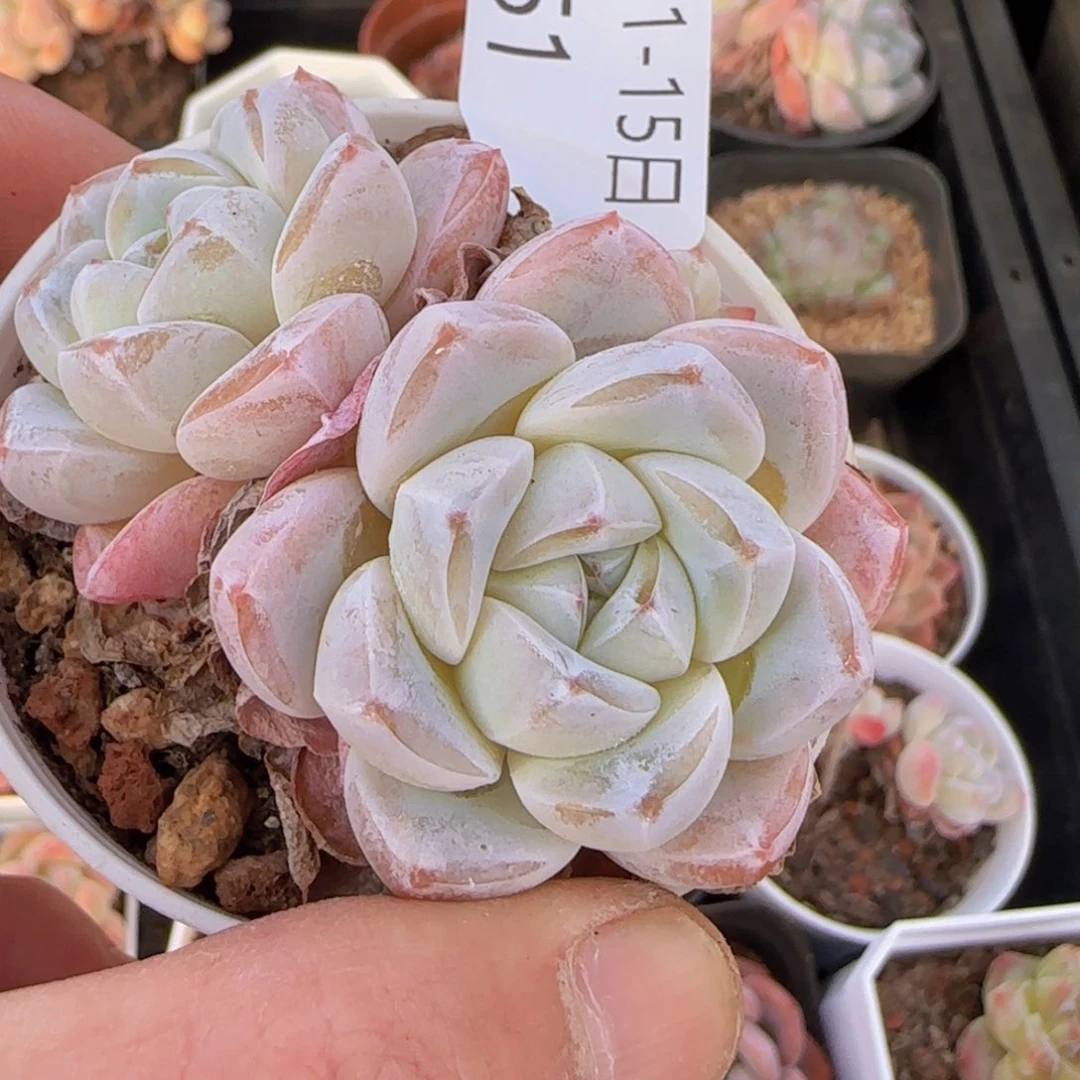 雪媚娘老桩双头一颗