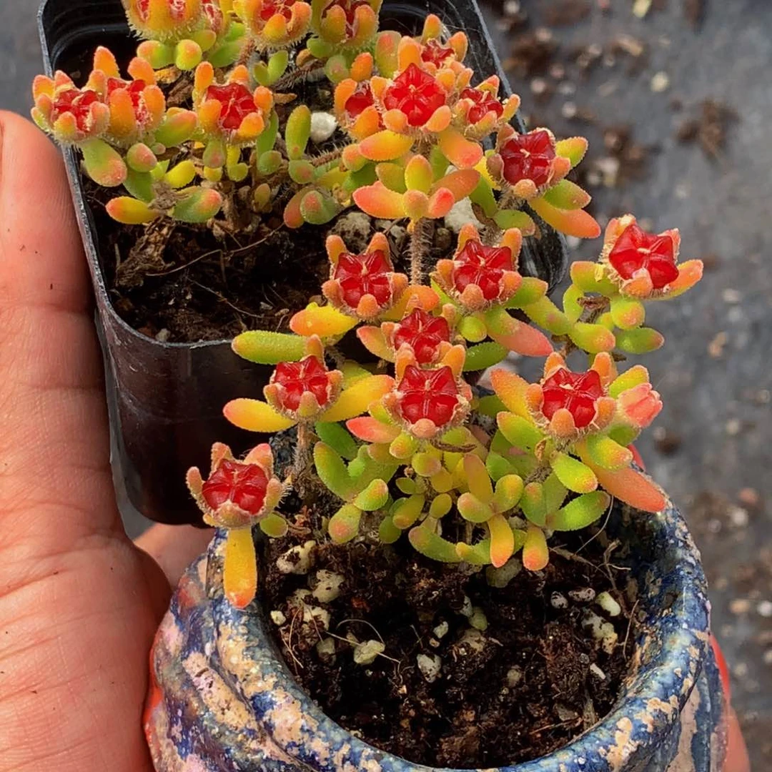 红宝石 特价 枝干。（不满9.99发叶子）