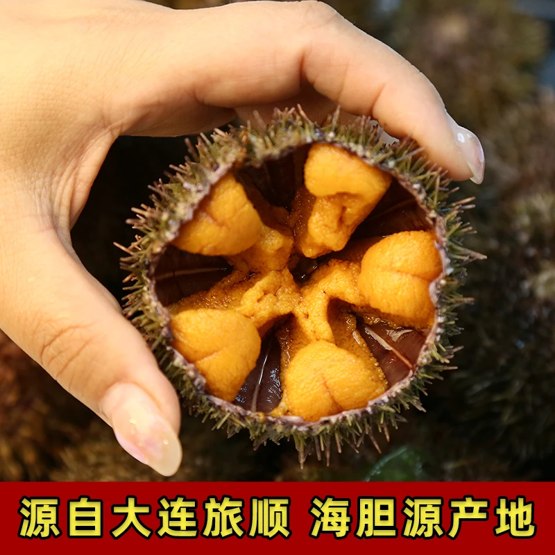 大连底播夏夷马粪海胆大号马胆3-6只一斤