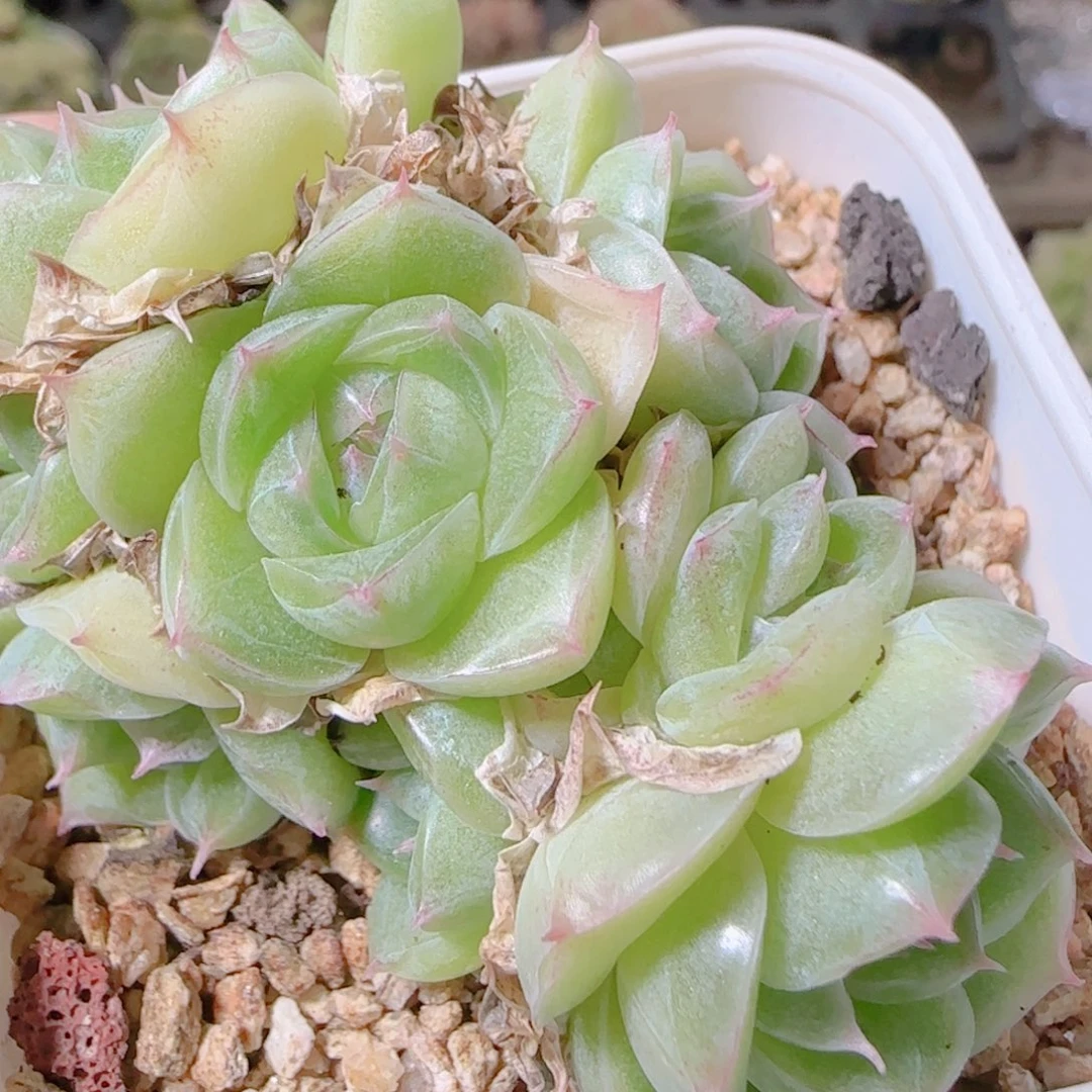 花语逸镜1105-62散