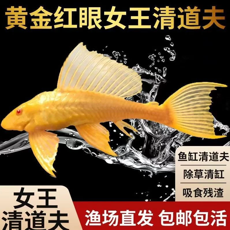红眼女王大帆清道夫淡水观赏鱼清洁鱼缸除青苔褐藻不吸鱼