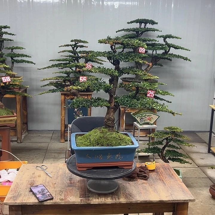 无花朵红芽珍珠罗汉松