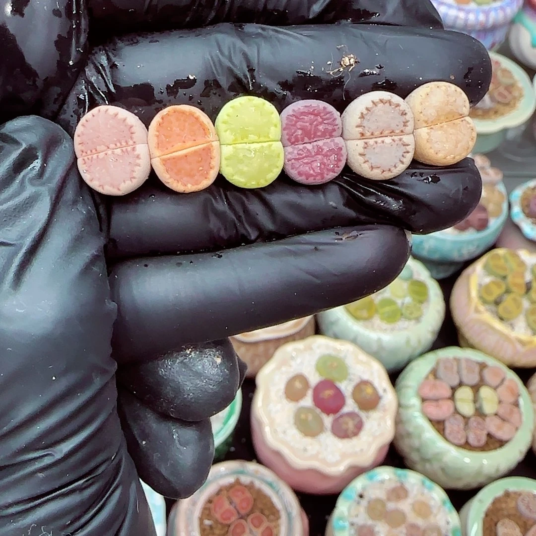 生石花满18包邮1231-110