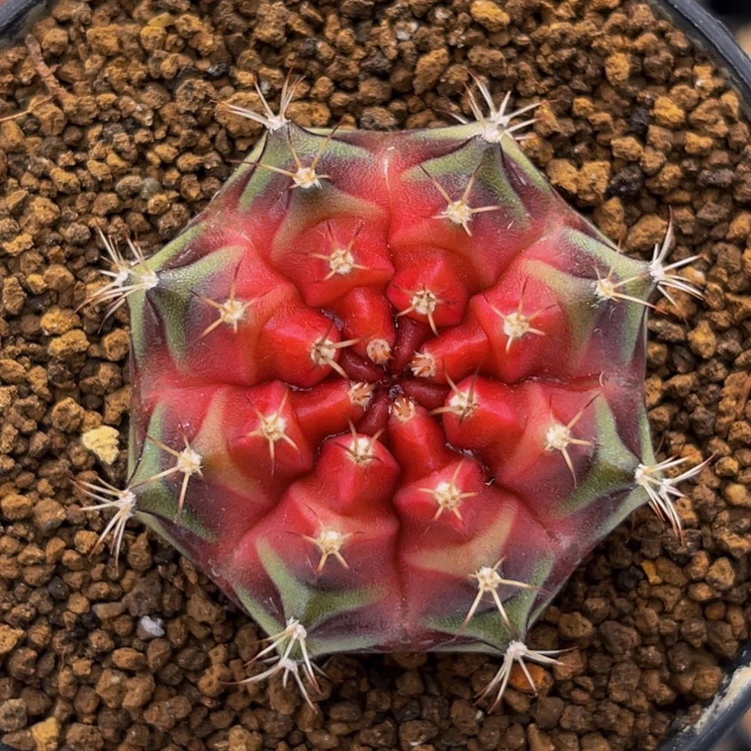 红樱桃 米哈仙人球