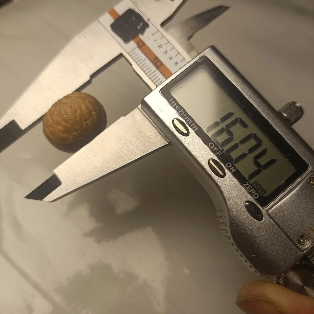 2025尼泊尔凤眼菩提麒麟三通20.5mm 货号F6