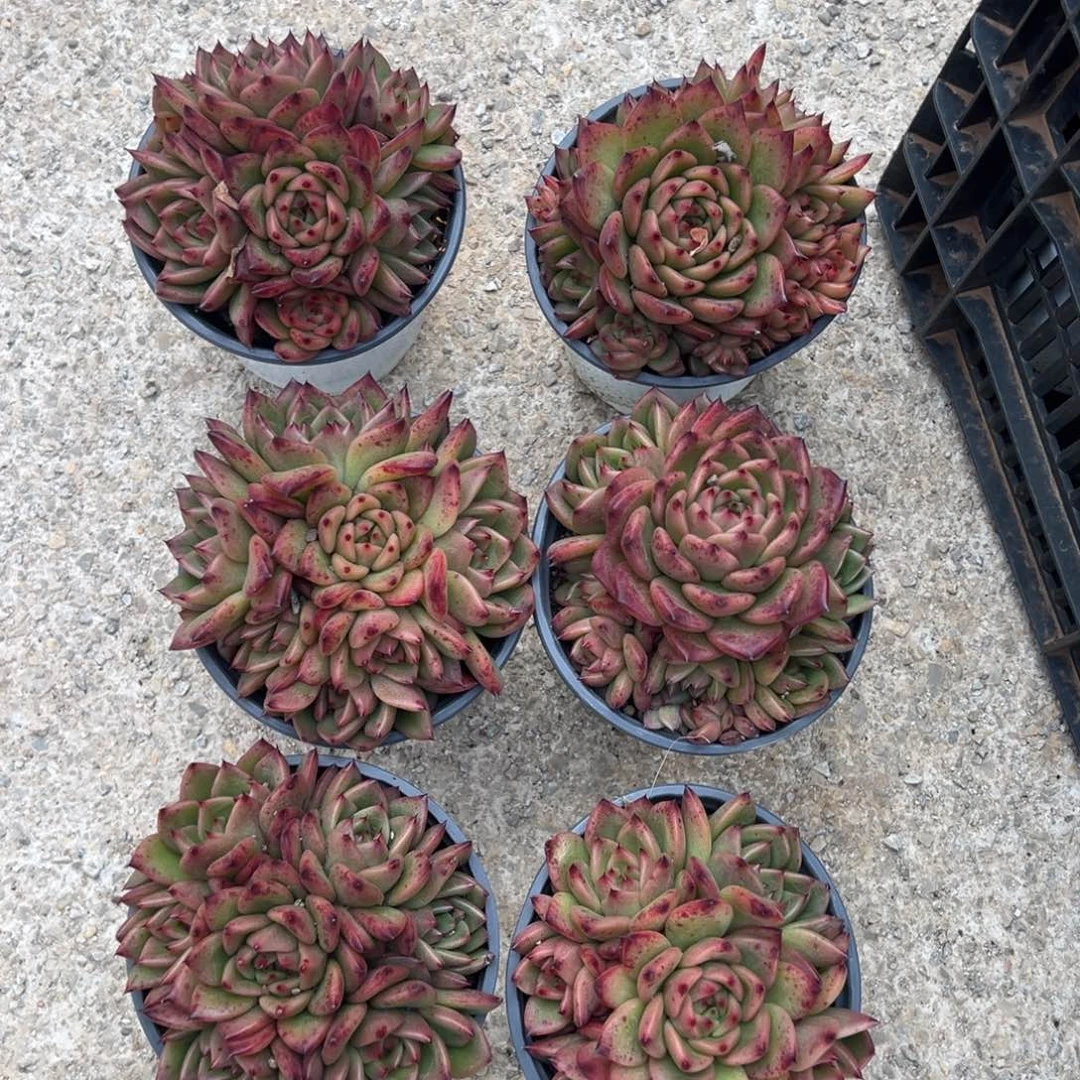 樱桃有砍，图中任意一颗，尺寸10+