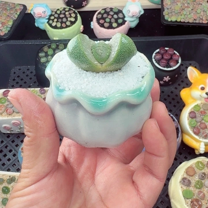 572零下地区记得拍保温箱