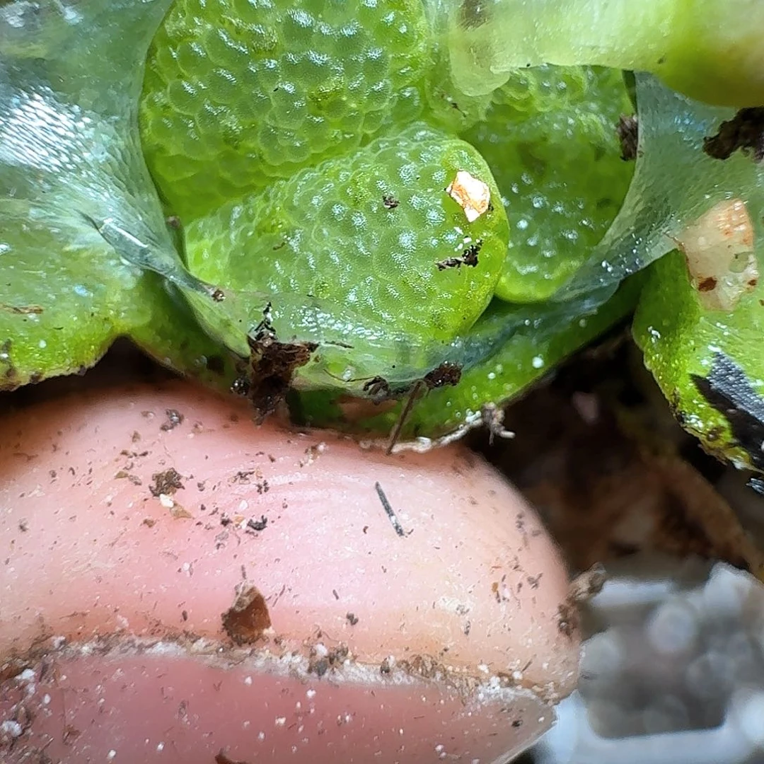 s225号多肉植物哇c g