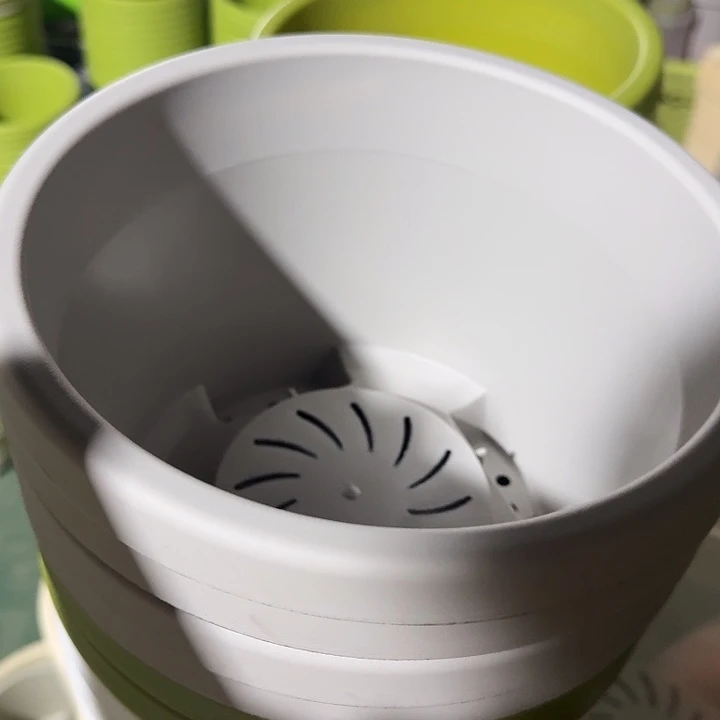 球根2号灰白无托5个