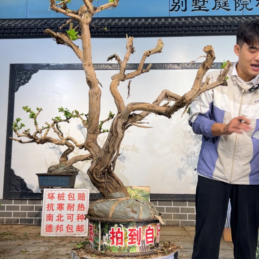 完全开放金银花开花6996589889