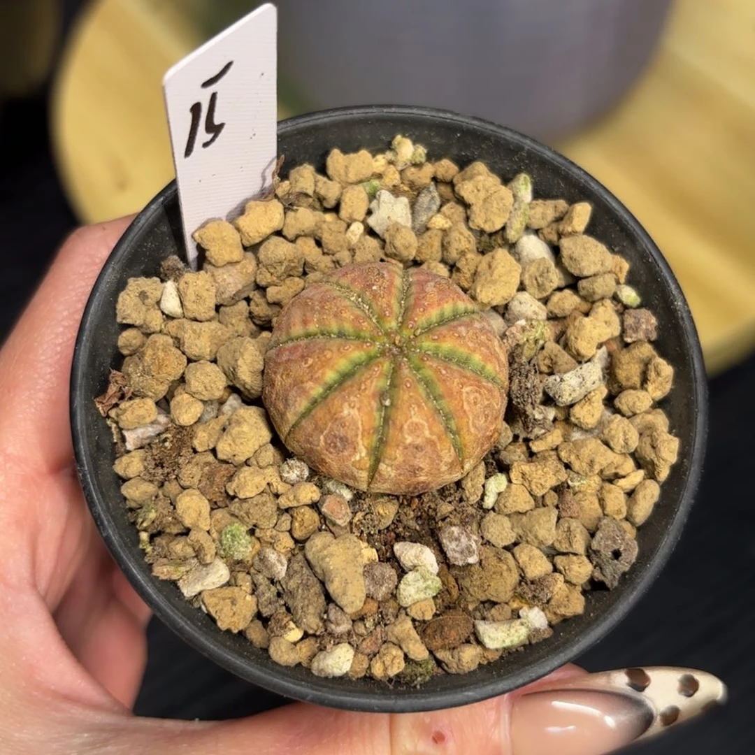 木  布纹球限时福利。