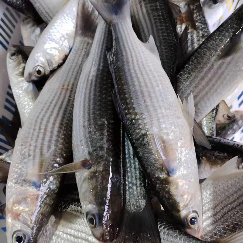 乌头鱼新鲜海鱼纯天然野生汕尾马宫港码头冷链发货新鲜到家