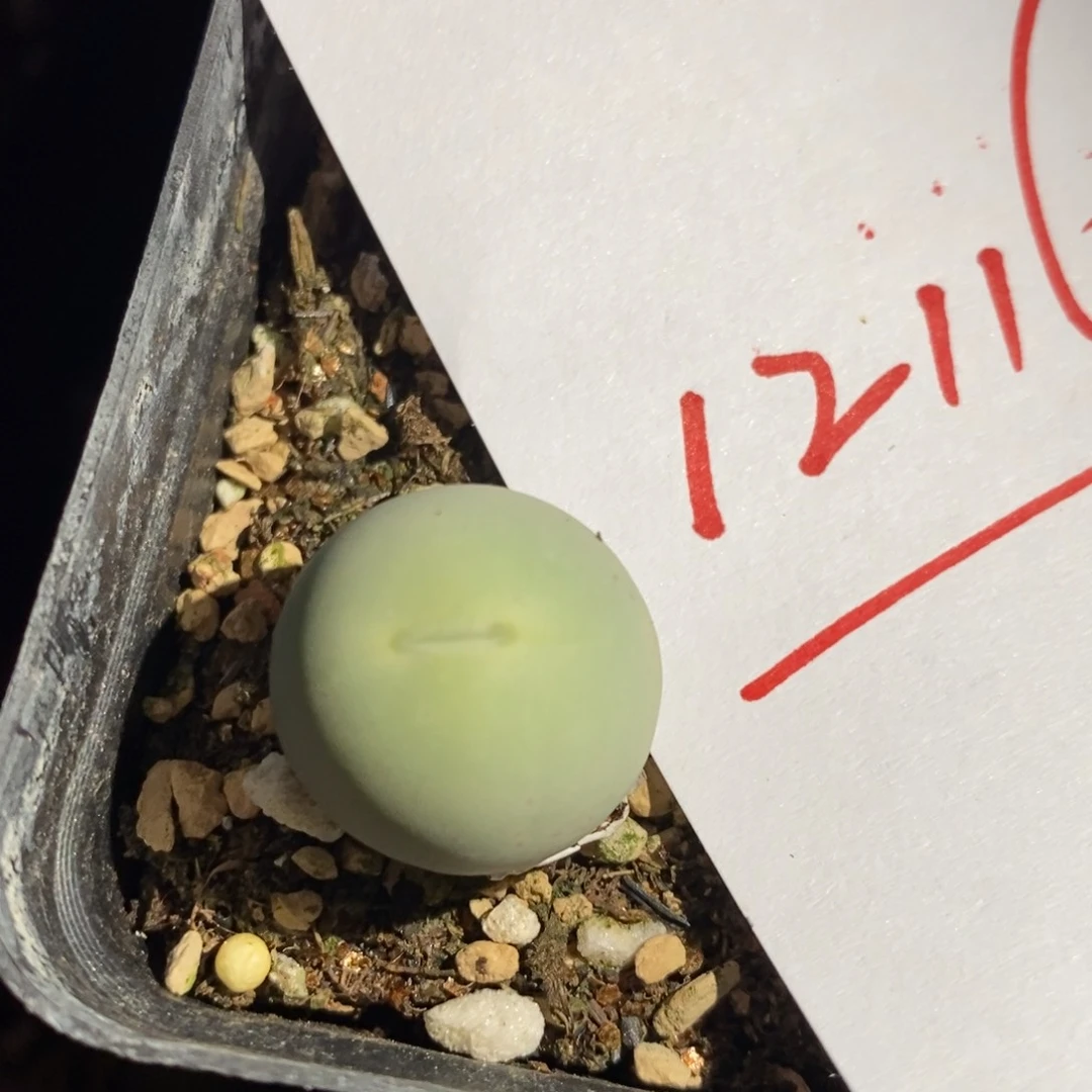 12116一个一个一个