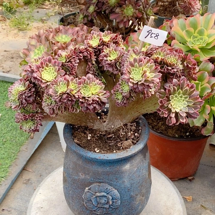 915朝霞多肉法师