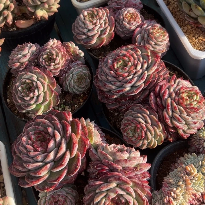 精品多肉植物老桩随机发一棵天鹅绒