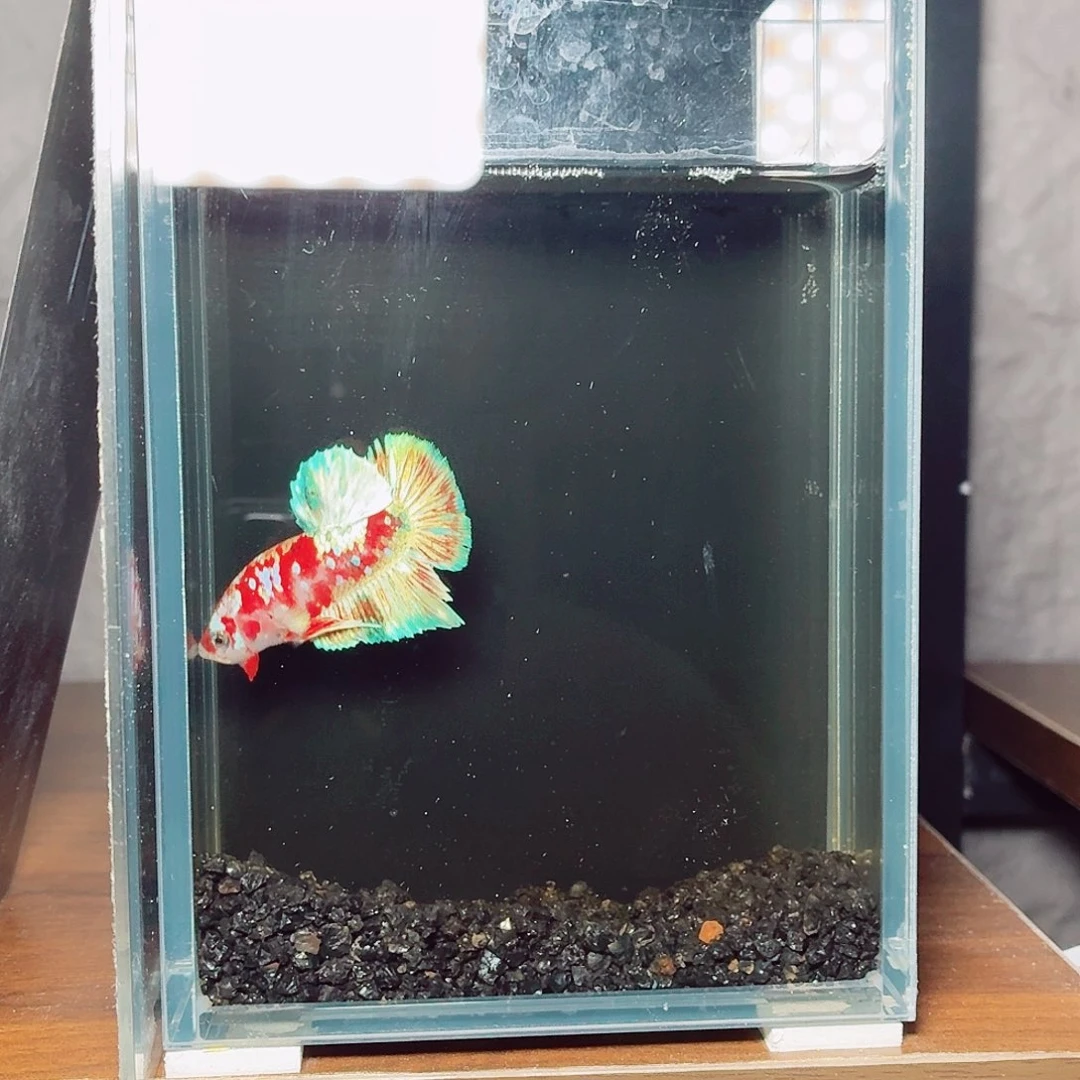 斗鱼巴塞龙将军公鱼