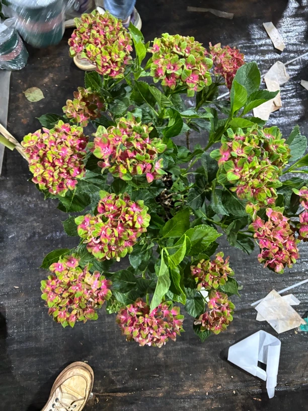 魔幻城堡云南绣球带花盆栽室内庭院养护