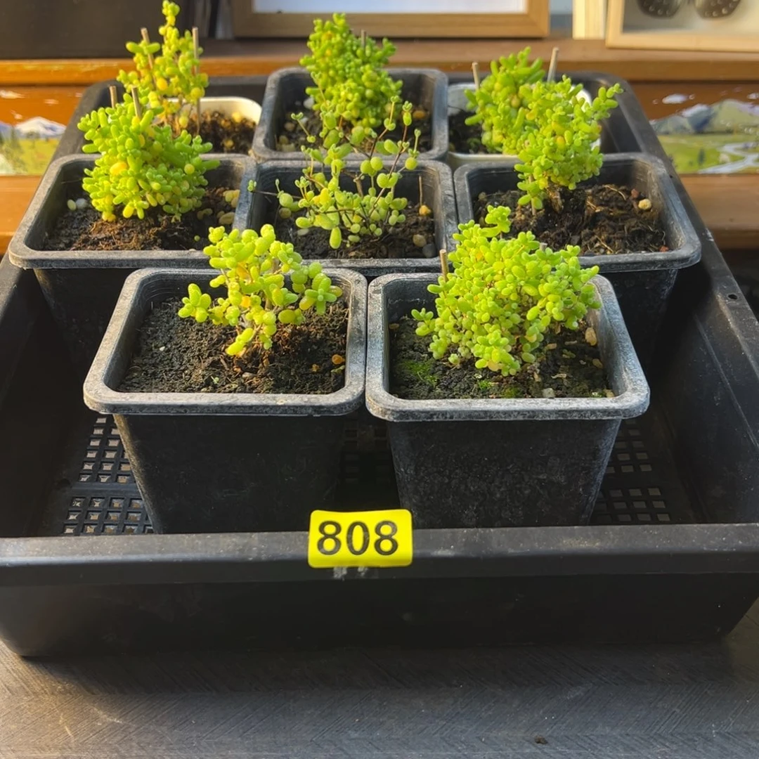 枝干番杏多肉植物808