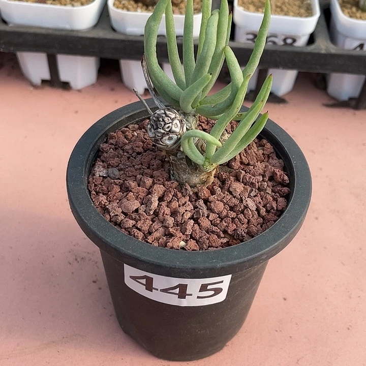 445产地白象奇峰锦