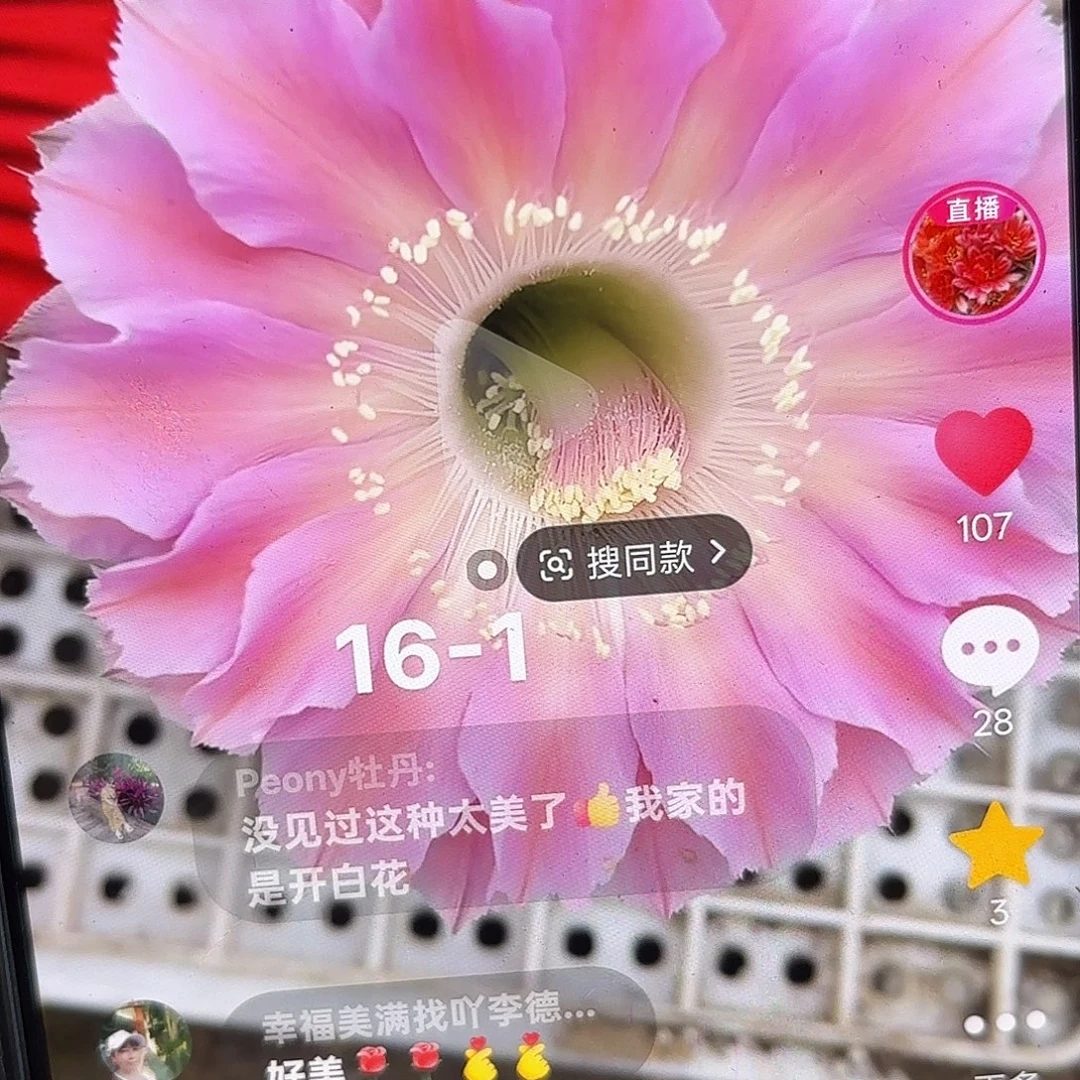 16-1彩5公分侧牙20包邮10