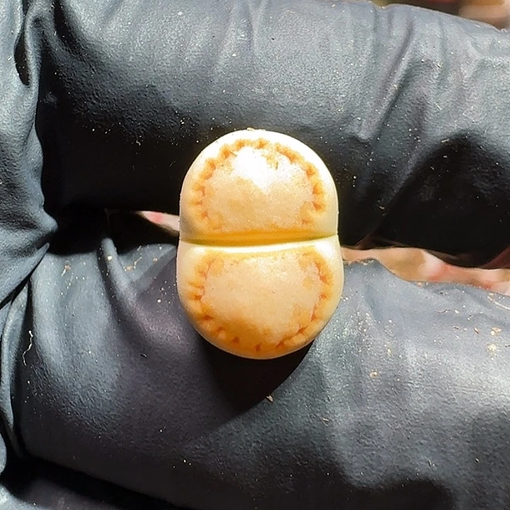 碎***?生石花111111。   228