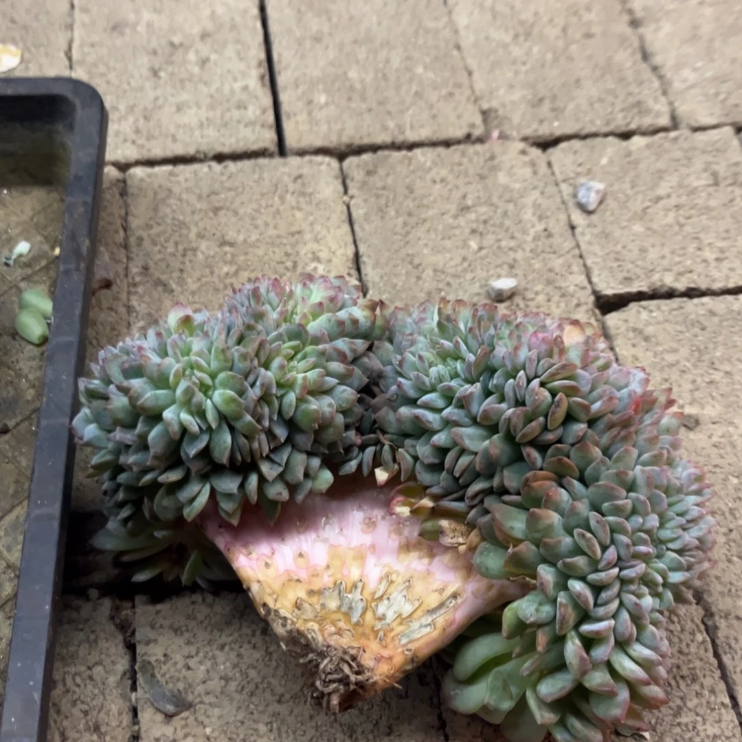 沉***默冰魄缀化多肉植物