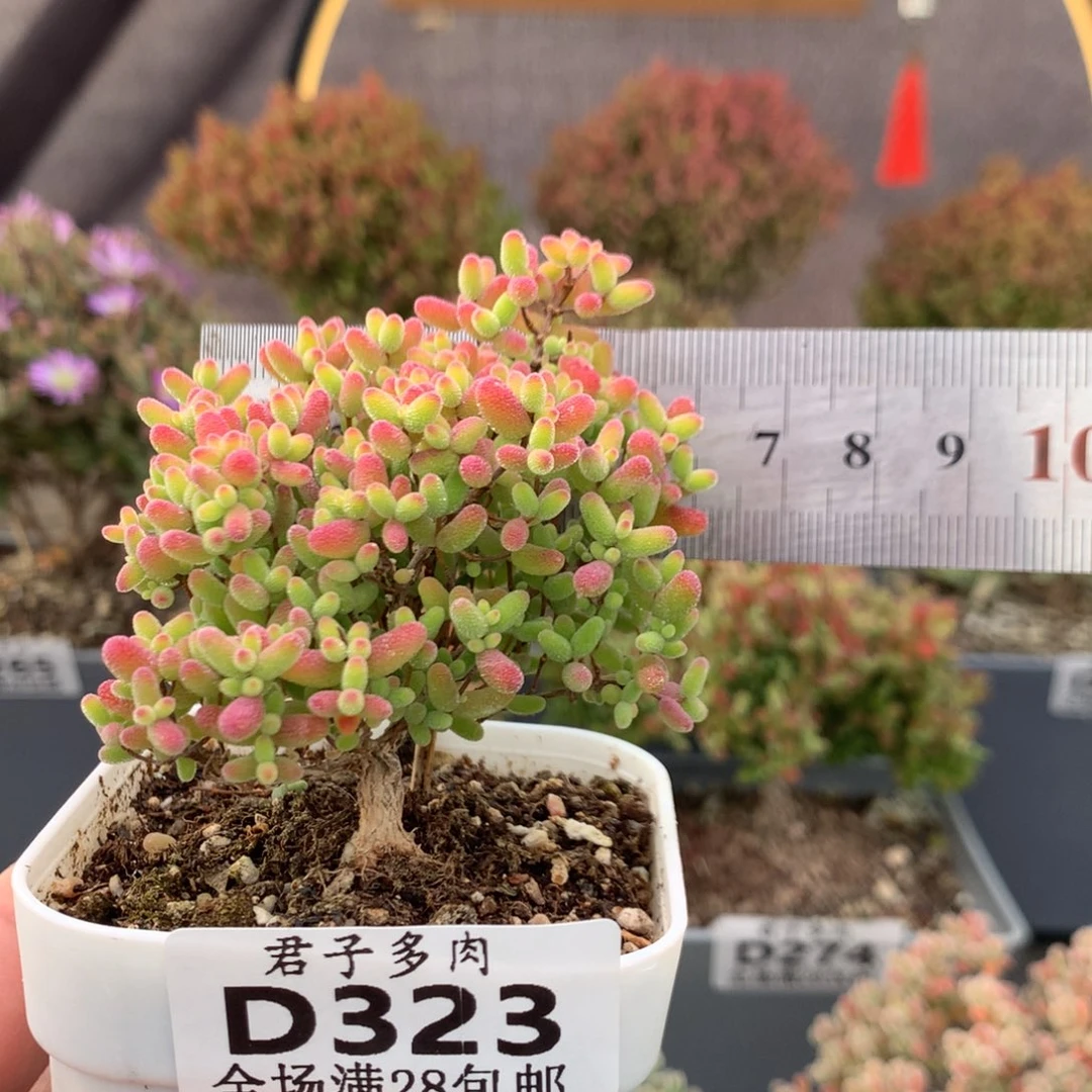 323蜜橘糖球下播福利。