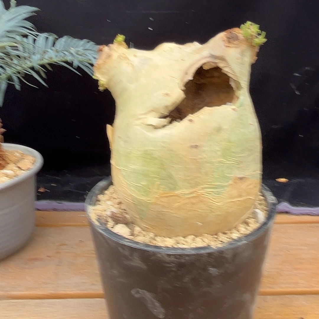 产地安哥拉葡萄翁，带暇，