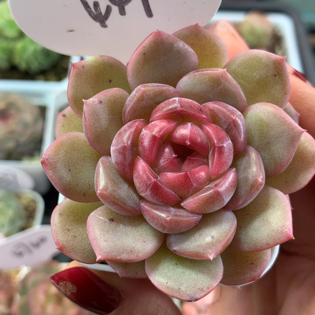 琴心单头可拍4470