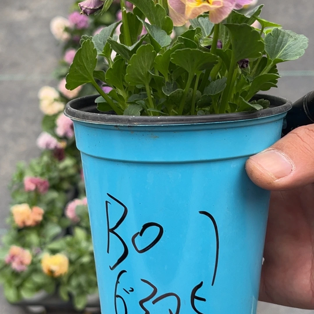 大部分花苞少量开放B01